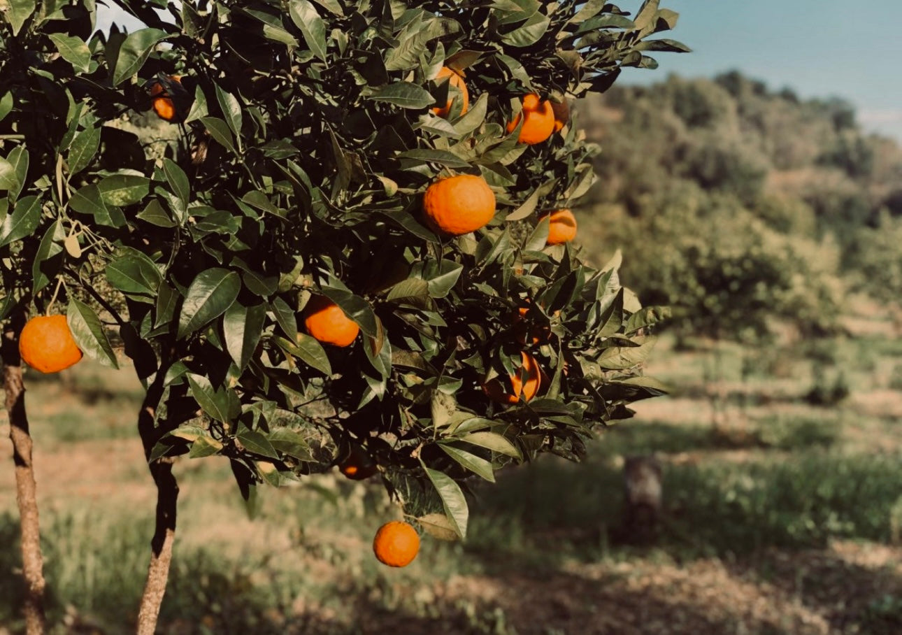 ABLOOM | Oil Parfum - wild orange, davana, chamomile, cypress