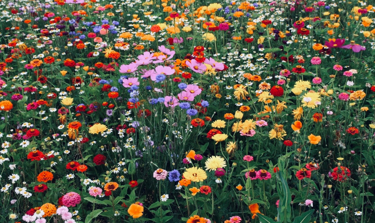 ABLOOM | Oil Parfum - wild orange, davana, chamomile, cypress