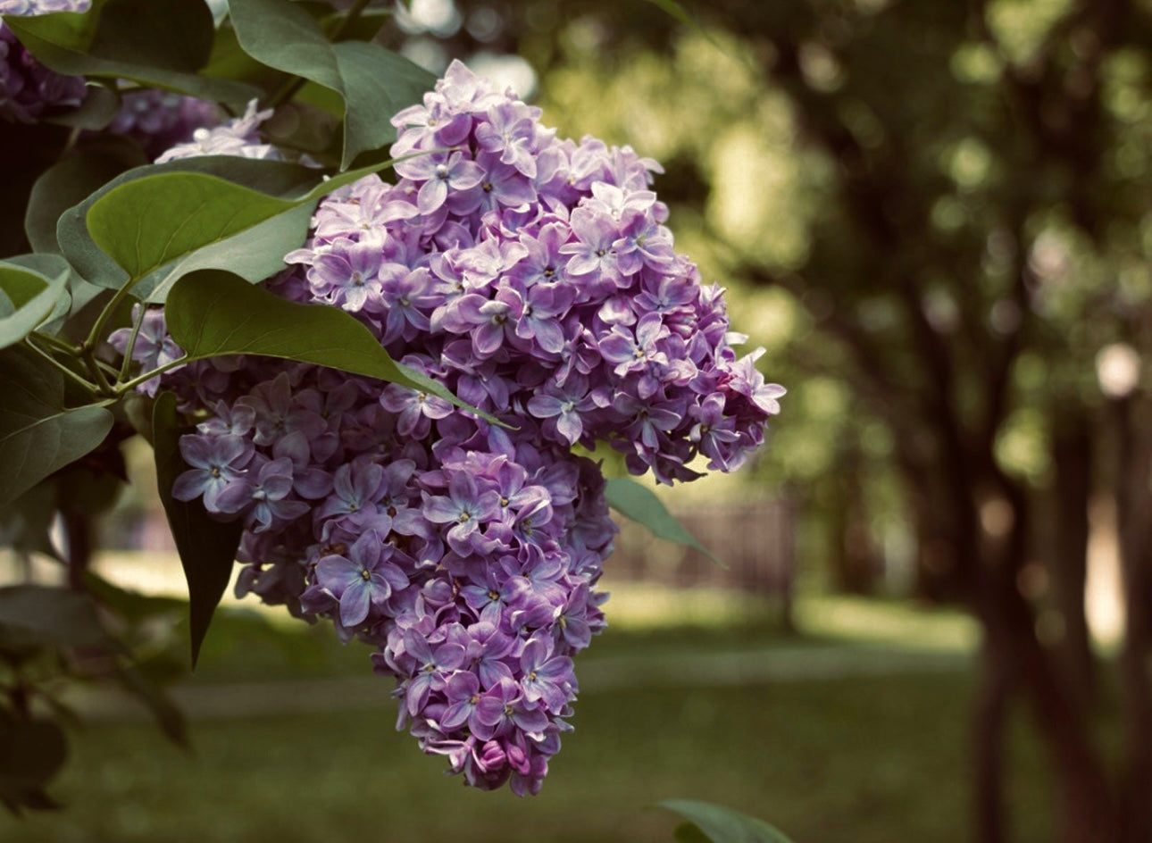 LUNETTE | Oil Parfum - lilac, linden blossom, vanilla, honey